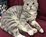 Кошки в Москве: Серый мраморный котик ищет добрые руки Мальчик, Бесплатно - фото 1