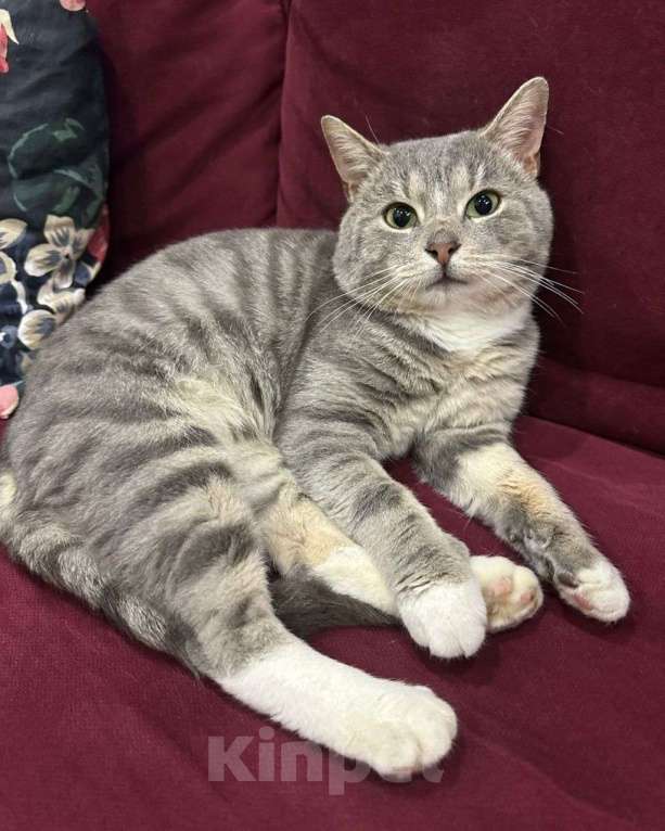 Кошки в Москве: Серый мраморный котик ищет добрые руки Мальчик, Бесплатно - фото 1