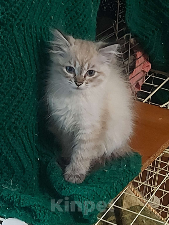 Кошки в Севастополе: Невский Маскарадный котенок Девочка, Бесплатно - фото 2