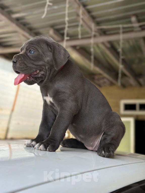 Собаки в Москве: Щенки Кане Корсо Мальчик, 70 000 руб. - фото 7