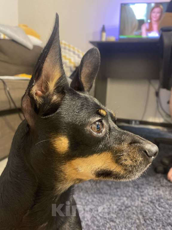 Собаки в Новосибирске: Найден КРЫСАРИК на Восходе 1 Мальчик, Бесплатно - фото 4