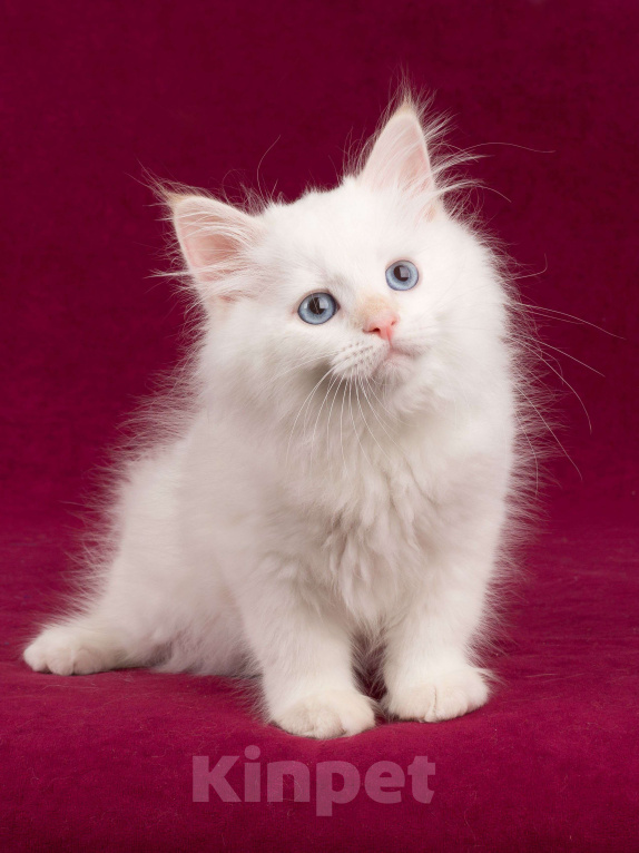 Кошки в Омске: Невские маскарадные котята мальчики Мальчик, 60 000 руб. - фото 10