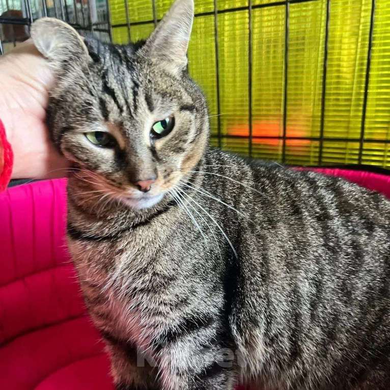 Кошки в Москве: Спасите Шерил из клеточки! Девочка, Бесплатно - фото 4