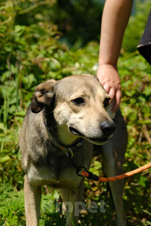 Собаки в других городах Краснодарского края: Добрый кроткий пес чипирован кастрирован в дар с доставкой Мальчик, Бесплатно - фото 5