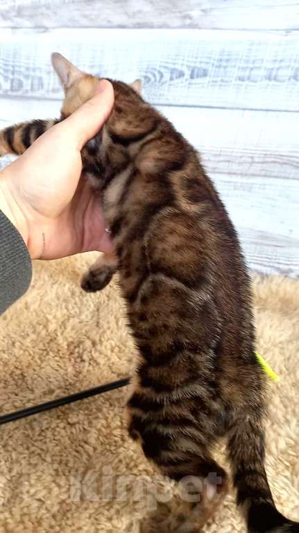 Кошки в Москве: Бенгальская кошечка  Девочка, 35 000 руб. - фото 9