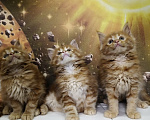 Кошки в Краснодаре: Котята Мейн-кун Девочка, 10 000 руб. - фото 2