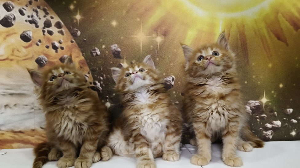 Кошки в Краснодаре: Котята Мейн-кун Девочка, 10 000 руб. - фото 2