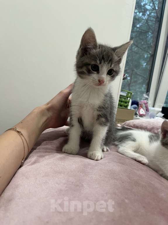 Кошки в Рязани: Лев Мальчик, Бесплатно - фото 3