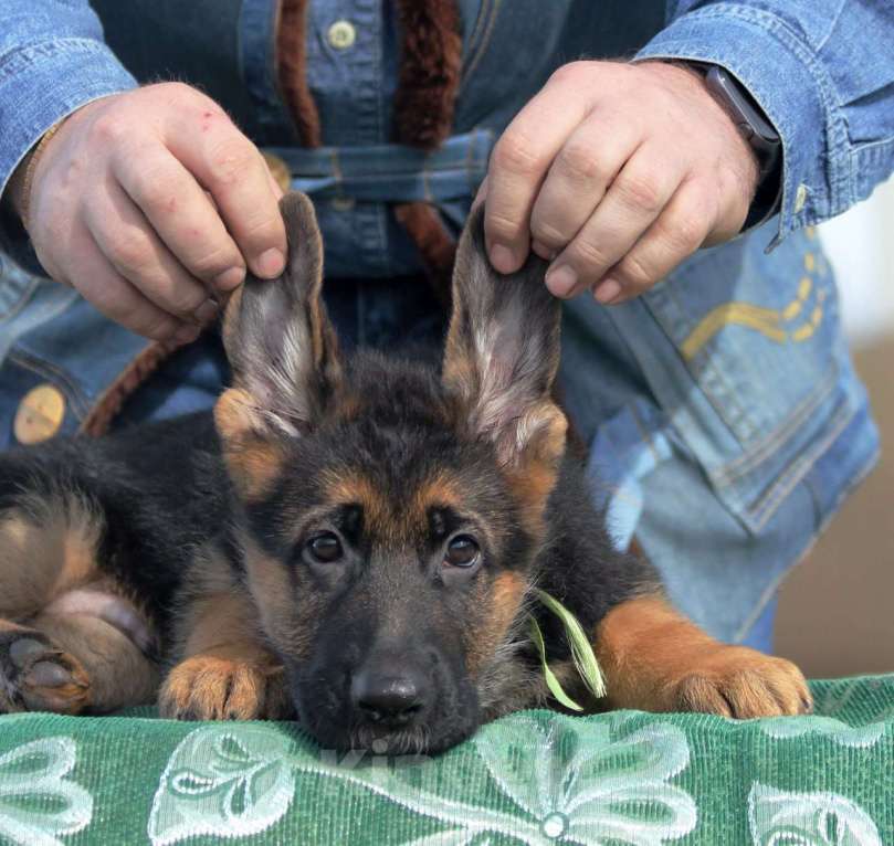 Собаки в Краснодаре: Щенки немецкой овчарки Разнополые, 45 000 руб. - фото 6
