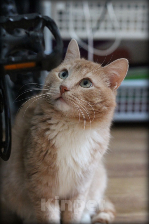 Кошки в Москве: Матис ждет семью Мальчик, Бесплатно - фото 4