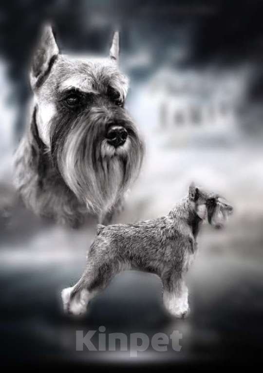 Собаки в Москве: Малыши цвергшнауцера перец с солью  Мальчик, 40 000 руб. - фото 2