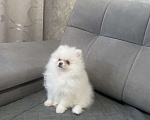 Собаки в Кемерово: Продажа щенков немецкого шпица Девочка, 45 000 руб. - фото 1
