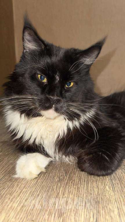 Кошки в Ярославле: Продам котят породы МейКун  Девочка, 15 000 руб. - фото 3