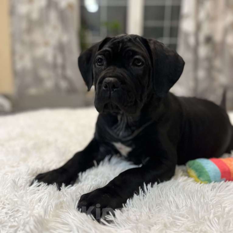 Собаки в других городах Московской области: Щенки Итальянского Кане Корсо! Девочка, 120 000 руб. - фото 10