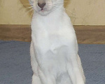 Кошки в Краснодаре: Ориентальный котенок Девочка, 15 000 руб. - фото 6