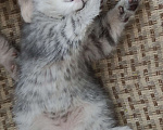 Кошки в Славянске-На-Кубани: Чистокровный котенок Мальчик, 3 500 руб. - фото 2