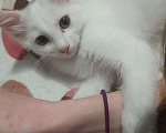 Кошки в Брянске: Котик Беляш ищет новых хозяив Мальчик, Бесплатно - фото 4
