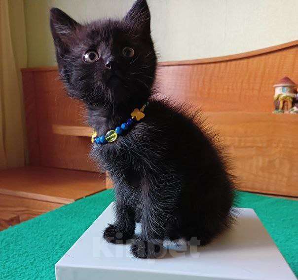 Кошки в Липецке: Милые, ласковые котята ищут дом Девочка, Бесплатно - фото 7