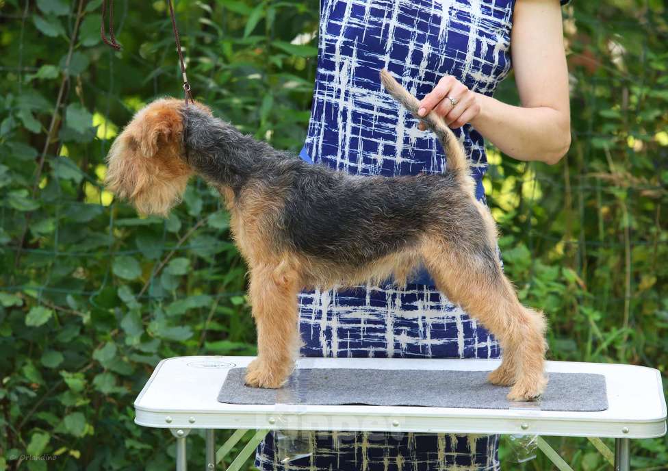 Собаки в Москве: Подрощенный щенок Лейкленд терьера Мальчик, 70 000 руб. - фото 8