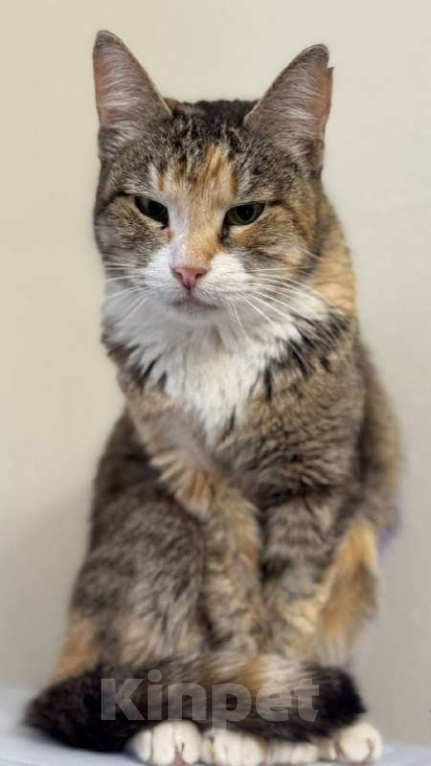 Кошки в Балашихе: Муза, кошечка с раком Девочка, Бесплатно - фото 2