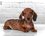 Собаки в Королеве: Добрейший рыже мраморный таксенок Мальчик, 35 000 руб. - фото 1