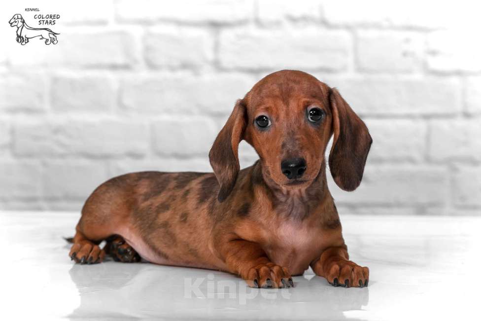 Собаки в Королеве: Добрейший рыже мраморный таксенок Мальчик, 35 000 руб. - фото 1