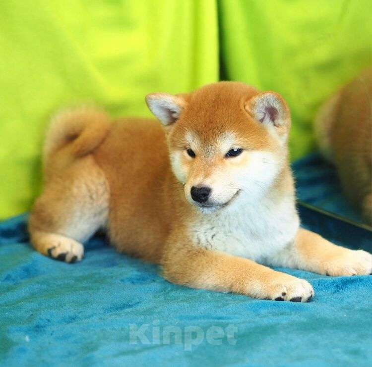 Собаки в Москве: Мальчик  Мальчик, Бесплатно - фото 2