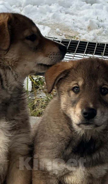 Собаки в других городах Московской области: Хамзатик метис овчарки Мальчик, Бесплатно - фото 2