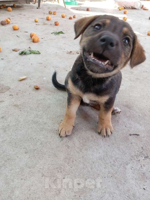 Собаки в других городах Краснодарского края: Интересный пёсик на коротких лапках Мальчик, Бесплатно - фото 2