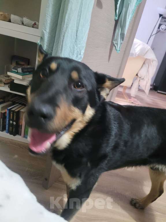 Собаки в Екатеринбурге: взрослый пёс в добрын руки Мальчик, Бесплатно - фото 5