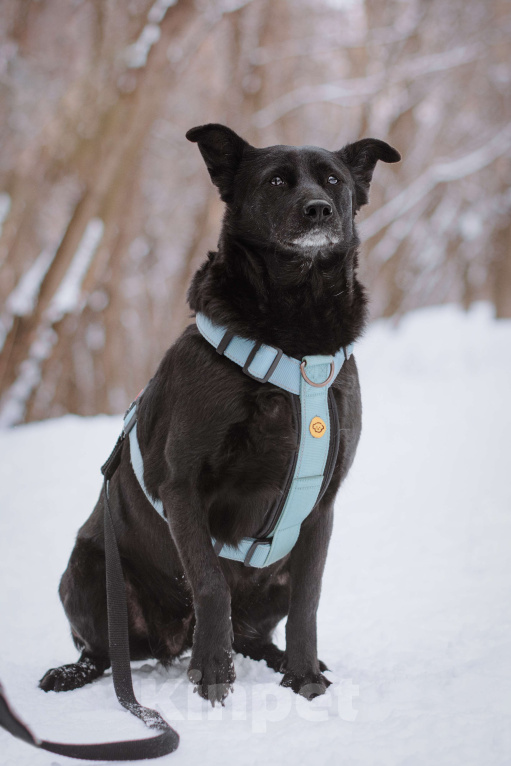 Собаки в Москве: Нора Девочка, Бесплатно - фото 6