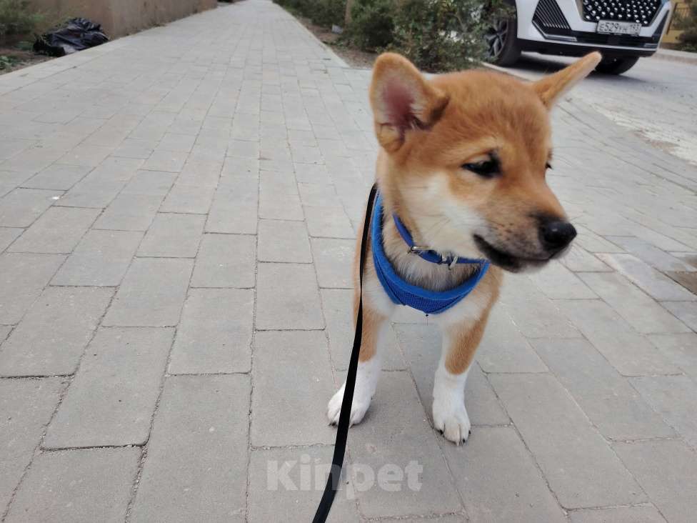 Собаки в Севастополе: Щенок  Сиба  зовут Акибо от Чемпионов Мальчик, Бесплатно - фото 3
