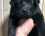 Собаки в Сургуте: Щенки немецкой овчарки рабочего разведения Девочка, 50 000 руб. - фото 1