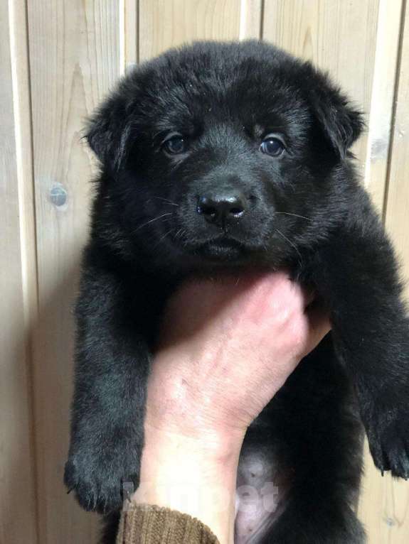 Собаки в Сургуте: Щенки немецкой овчарки рабочего разведения Девочка, 50 000 руб. - фото 1