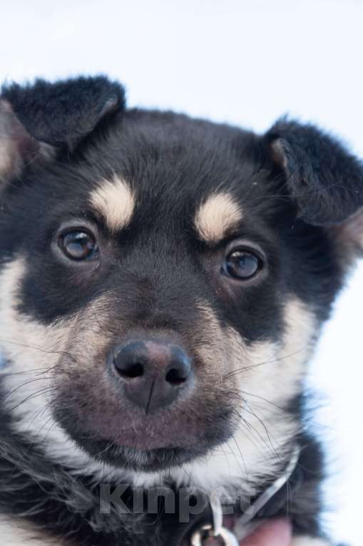 Собаки в Ногинске: Ливерпулькин в поисках семьи Мальчик, Бесплатно - фото 1