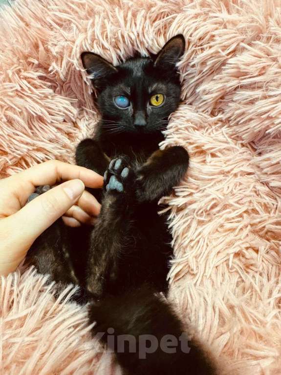 Кошки в Химках: Котенок ищет дом Мальчик, Бесплатно - фото 1