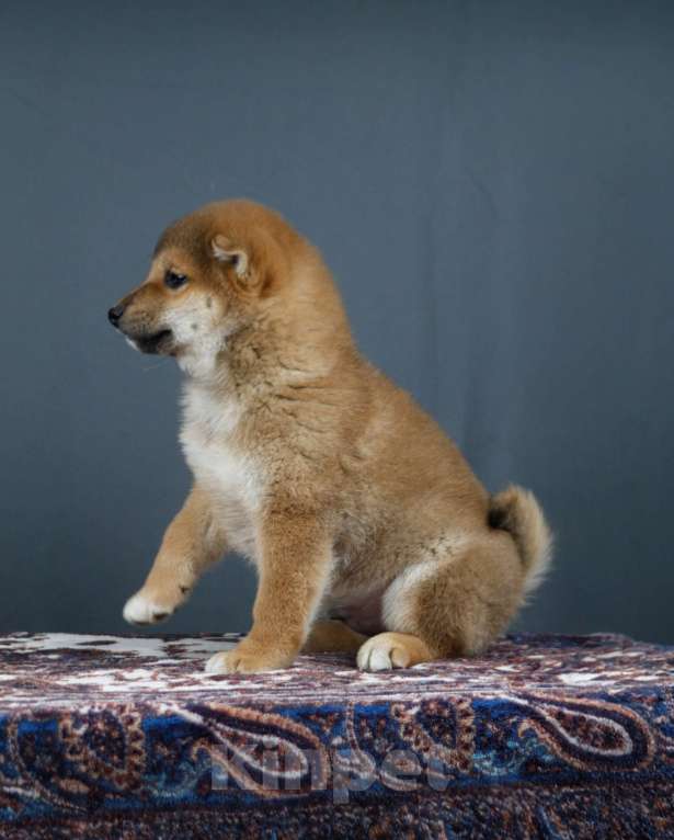 Собаки в других городах Ленинградской области: Великолепные щенки породы Сиба-ину Мальчик, Бесплатно - фото 8