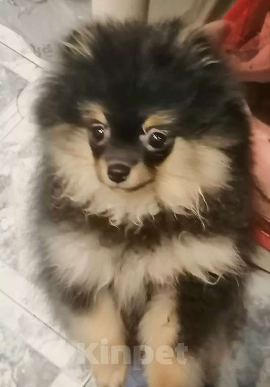 Собаки в Москве: Щенок немецкого шпица  Девочка, 50 000 руб. - фото 2