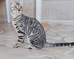 Кошки в Москве: Бенгальский мальчик серебро  Мальчик, Бесплатно - фото 1