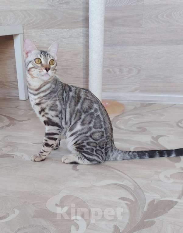 Кошки в Москве: Бенгальский мальчик серебро  Мальчик, Бесплатно - фото 1