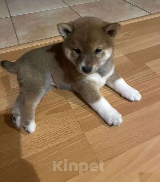 Собаки в Благовещенске: Сиба-ину, щенок Девочка, 55 000 руб. - фото 1