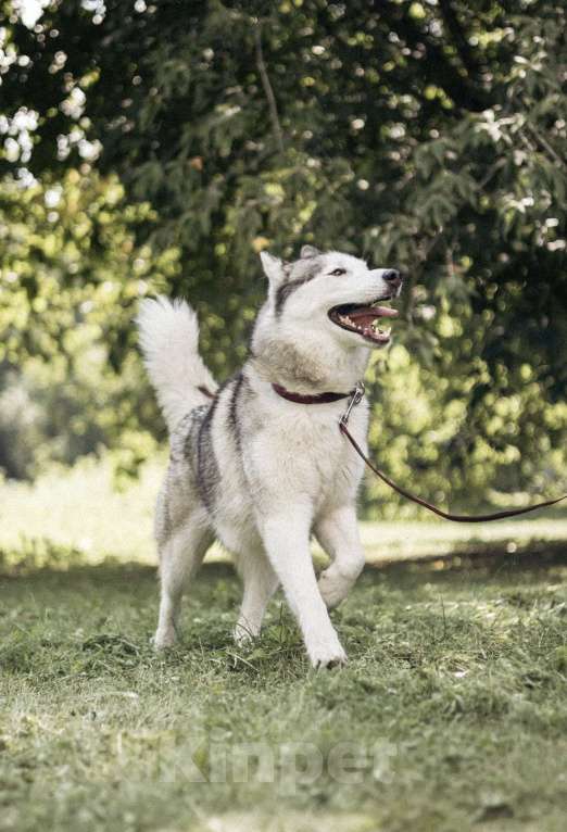 Собаки в Москве: Красавица Эмми ждет свою семью. Девочка, Бесплатно - фото 5
