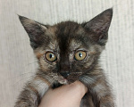 Кошки в Перми: Отдам котят в добрые руки Девочка, Бесплатно - фото 4