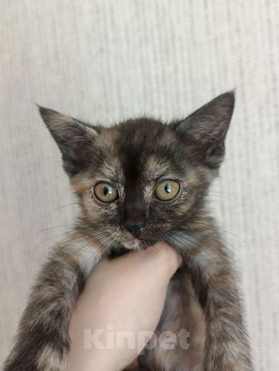Кошки в Перми: Отдам котят в добрые руки Девочка, Бесплатно - фото 4