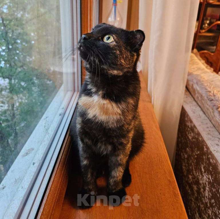 Кошки в Москве: Миниатюрная кошечка Молния, очень ласковая и добрая Девочка, Бесплатно - фото 5