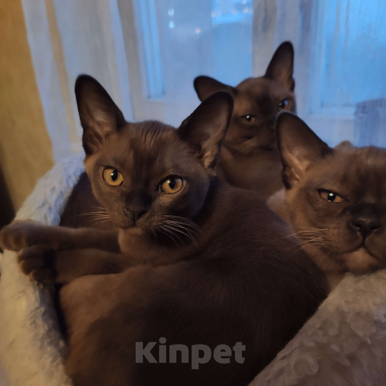 Кошки в Москве: Котята европейской бурмы Девочка, 50 000 руб. - фото 1