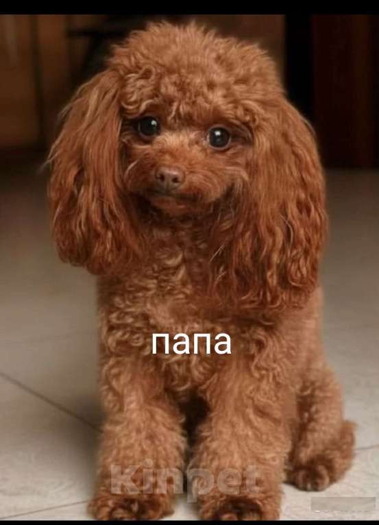 Собаки в Екатеринбурге: Щенки Той пуделя ред браун разнополве Разнополые, 70 000 руб. - фото 6