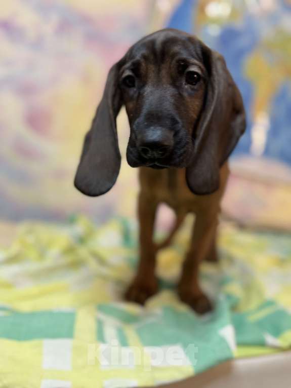 Собаки в Санкт-Петербурге: Щенок редкой породы Баварской горной гончей Мальчик, 80 000 руб. - фото 4