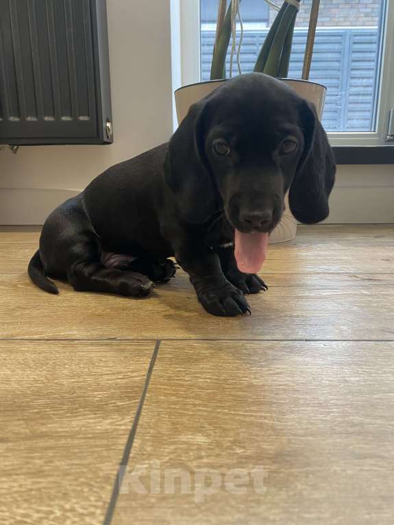 Собаки в других городах Московской области: Щенок таксы Мальчик, 15 000 руб. - фото 2