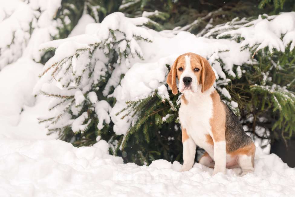 Собаки в Москве: Щенок породы бигль. Мальчик, 60 000 руб. - фото 3